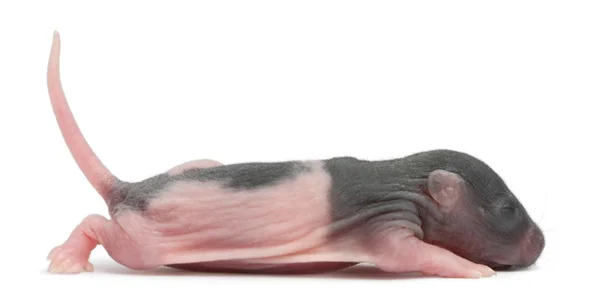Rato bebé, 5 dias, em frente ao fundo branco — Fotografia de Stock