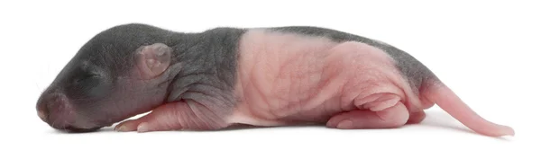 Bebé rata, 5 días de edad, delante de fondo blanco — Foto de Stock