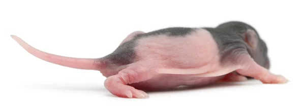 Visão traseira do bebê rato, 5 dias de idade, andando na frente do fundo branco — Fotografia de Stock