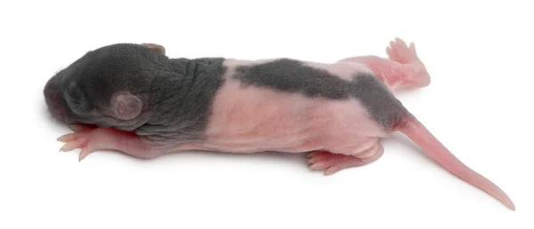 stock image Rear view of baby rat, 5 days old, walking in front of white background