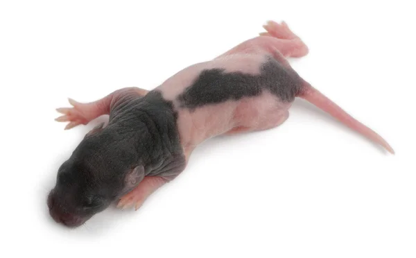 Rear view of baby rat, 5 days old, walking впереди белого фона — стоковое фото