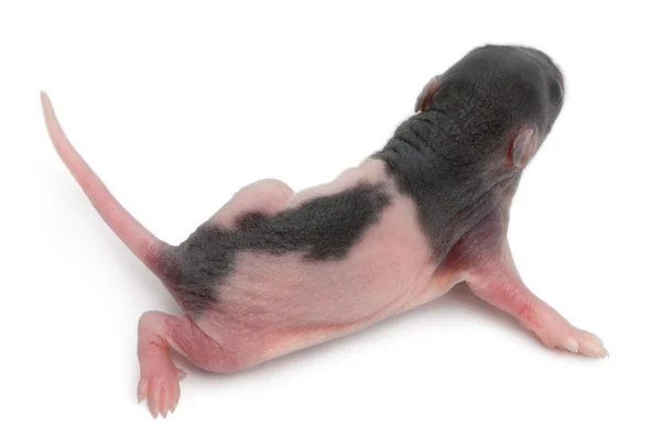 Rear view of baby rat, 5 days old, walking in front of white background — Stock Photo, Image