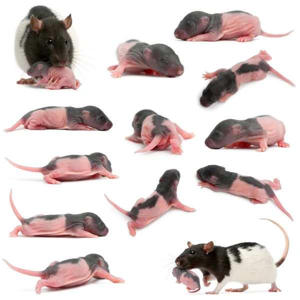 Composição da mãe rato carregando seu bebê em sua boca, 5 dias de idade, na frente de fundo branco — Fotografia de Stock