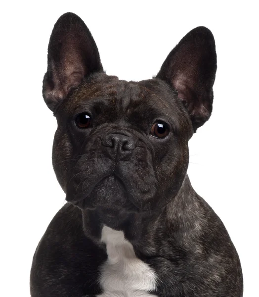 Nahaufnahme einer französischen Bulldogge, 3 Jahre alt, vor weißem Hintergrund — Stockfoto