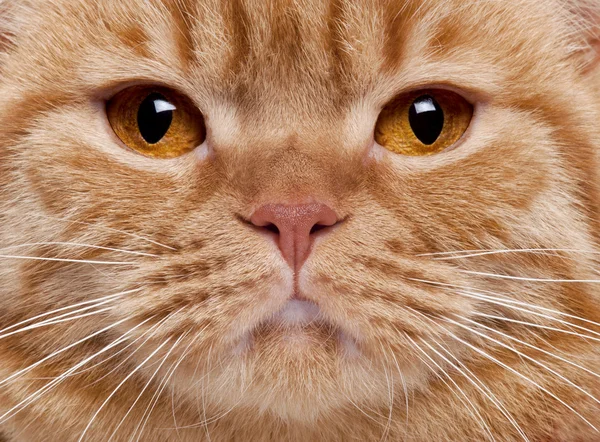 3 歳、ブリティッシュショートヘアの猫の顔のクローズ アップ — ストック写真