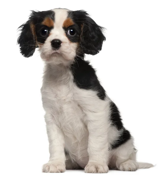 Cavalier King Charles Puppy, 2 months old, sitting in front of white background — Stock Fotó