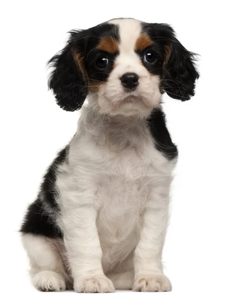 Cavalier King Charles Puppy, 2 months old, sitting in front of white background — Stock Photo, Image