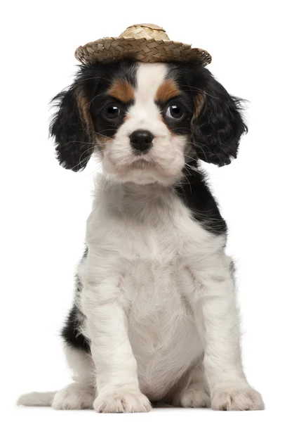 Cavalier king charles pup met stro hoed, 2 maanden oud, zit op witte achtergrond — Stockfoto