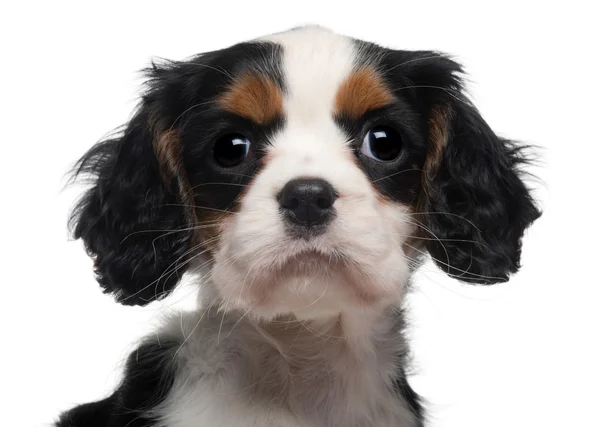 Close-up of Cavalier King Charles Puppy, 2 months old, in front of white background — Stock Photo, Image