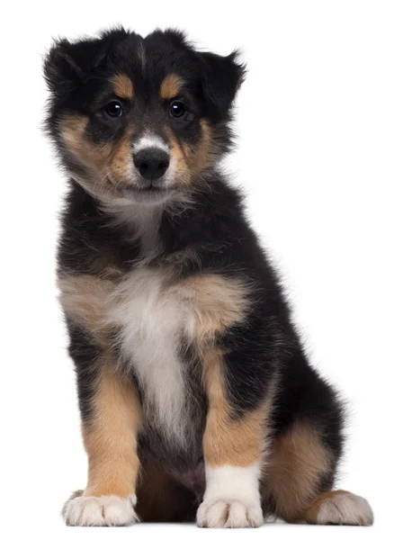 Mixed-breed puppy, 7 weeks old, sitting in front of white background — Stock Photo, Image