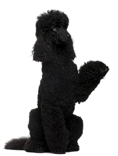 Royal Poodle, 18 months old, standing on hind legs in front of white background — Stock Photo, Image