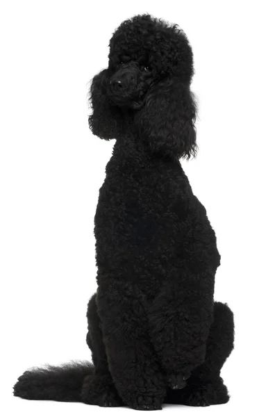 Royal Poodle, 18 months old, standing on hind legs in front of white background — Stock Photo, Image