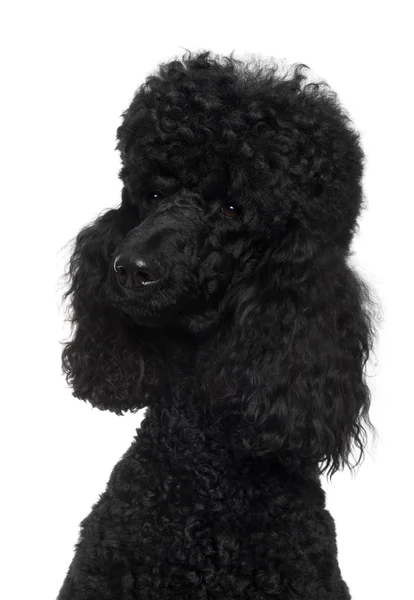 皇家贵宾犬，18 个月大，在白色背景前 — 图库照片