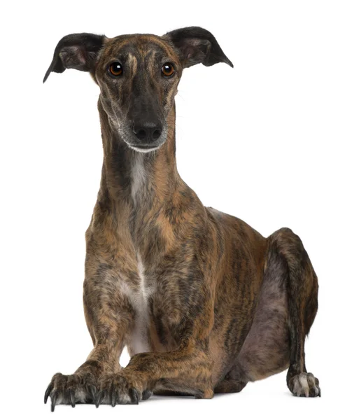 Galgo sitting in front of white background — Stock Fotó