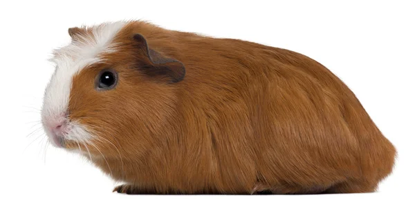 Guinea pig in front of white background — Stock Photo, Image