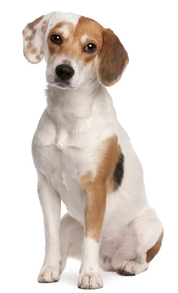 Beagle, 1 jaar oud, zit op witte achtergrond — Stockfoto