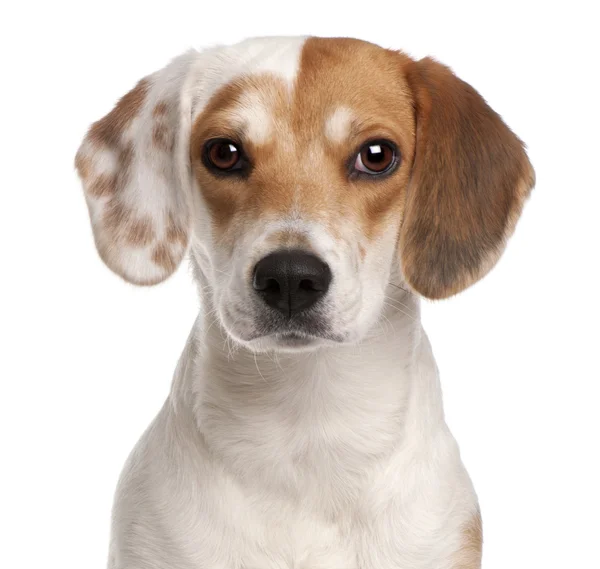 Close-up de Beagle, 1 an, în fața fundalului alb — Fotografie, imagine de stoc