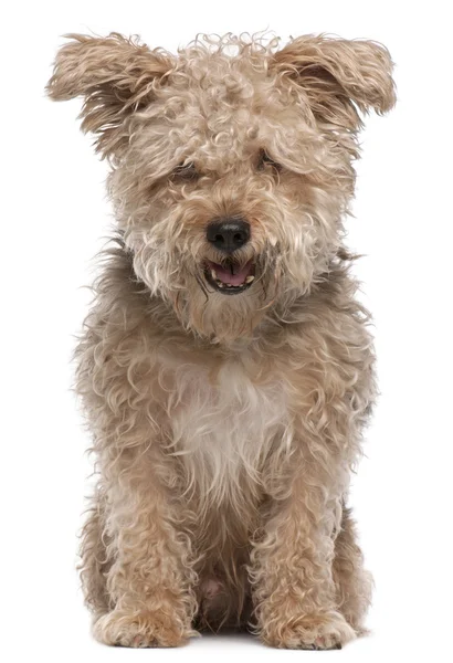Blandad ras hund, 6 år gammal, med munnen öppen framför vit bakgrund — Stockfoto