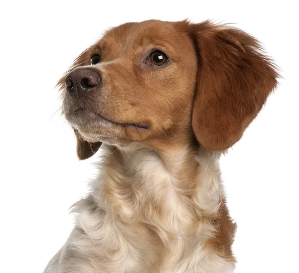 Close-up of Brittany puppy, 6 months old, in front of white background — Stock Photo, Image