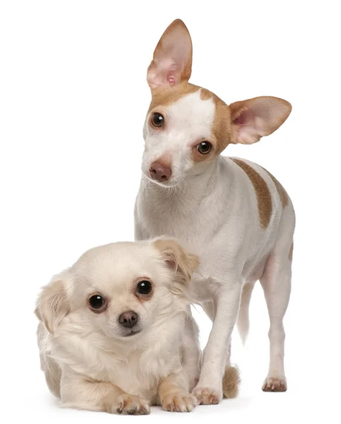 Zwei Chihuahua, 1 und 2 Jahre alt, vor weißem Hintergrund — Stockfoto