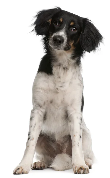 Mieszany rasa psa, 9 miesięcy, siedząc z przodu białe tło — Zdjęcie stockowe