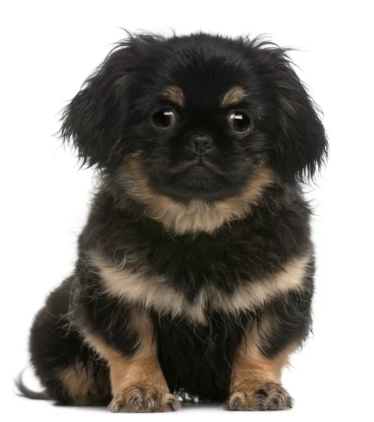 Pekingese puppy, 4 months old, sitting in front of white background — Stock Photo, Image