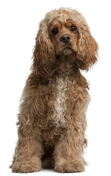 American Cocker Spaniel, 10 months old, sitting in front of whit — Stock Photo, Image