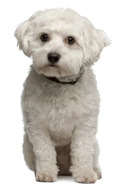 Maltese, 3 years old, sitting in front of white background — Stock Photo, Image