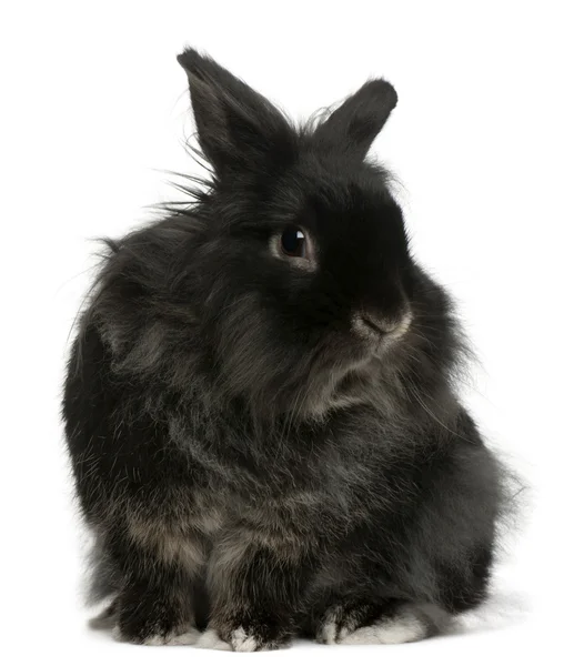 Kaninchen, 5 Jahre alt, vor weißem Hintergrund — Stockfoto