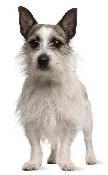 Mischlingshund, 2 Jahre alt, steht vor weißem Hintergrund — Stockfoto