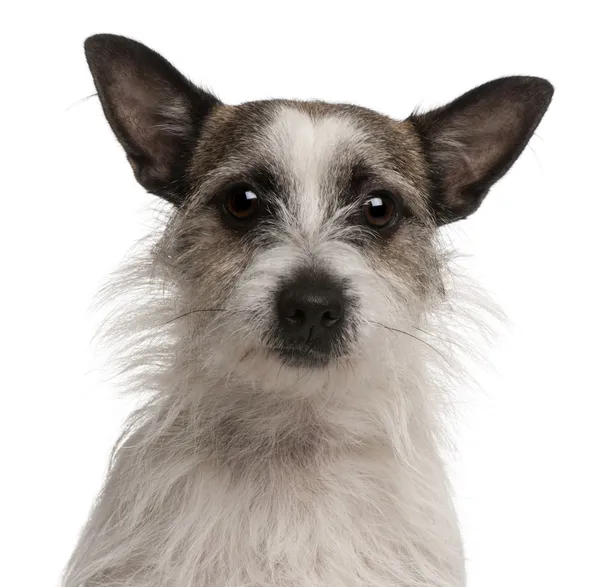 Mischlingshund, 2 Jahre alt, vor weißem Hintergrund — Stockfoto