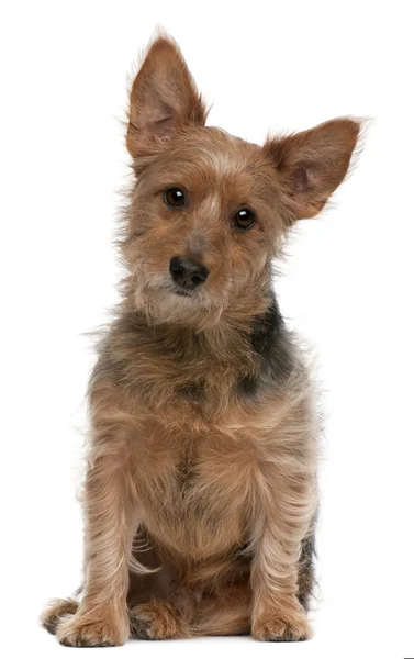 Australian Terrier dog, 9 years old, in front of white background — Stock Photo, Image