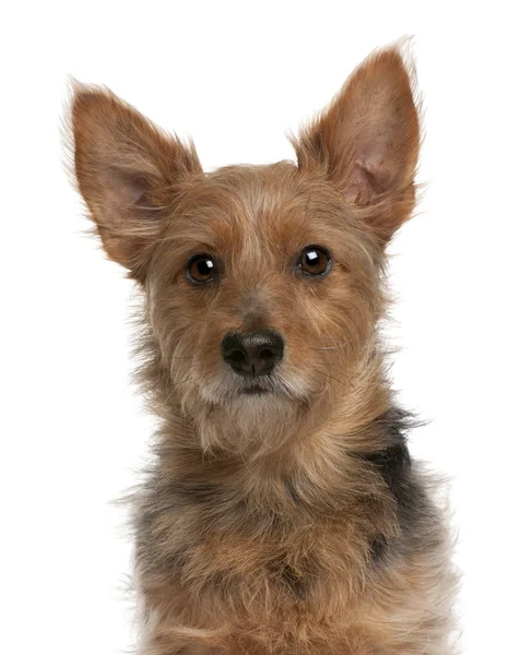 Australian Terrier dog, 9 years old, in front of white background — Stock Photo, Image