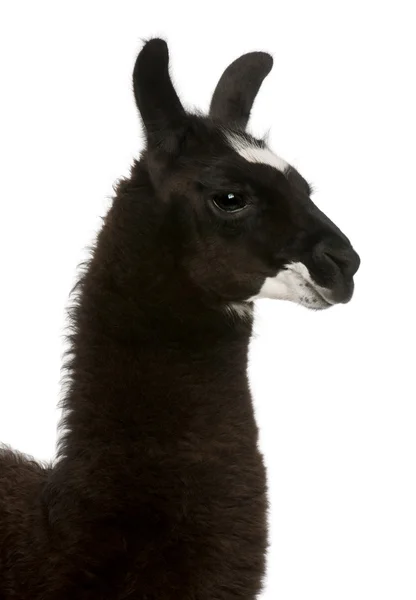 Llama, Lama glama, em frente ao fundo branco — Fotografia de Stock