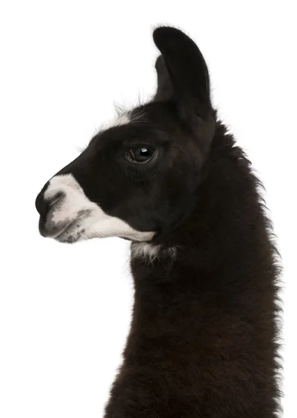 Lama, lama glama, vor weißem Hintergrund — Stockfoto