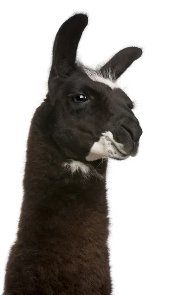 Llama, Lama glama, frente al fondo blanco — Foto de Stock