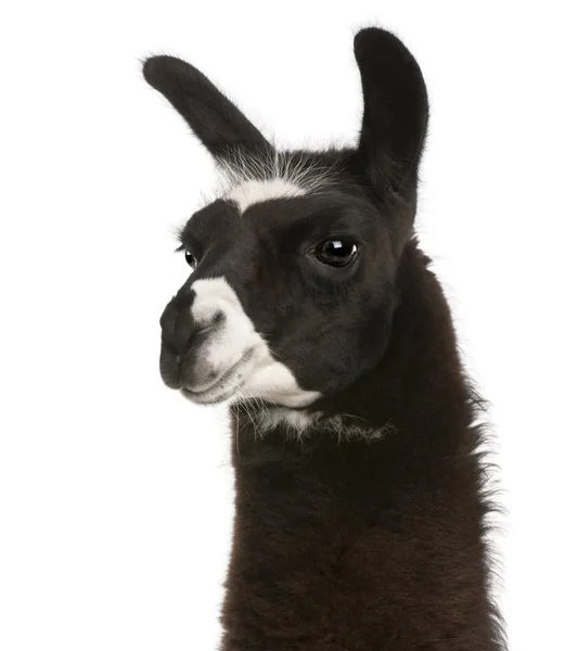 Llama, Lama glama, frente al fondo blanco —  Fotos de Stock