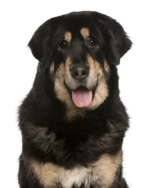 stock image Mixed-breed dog panting, 5 months old, in front of white background