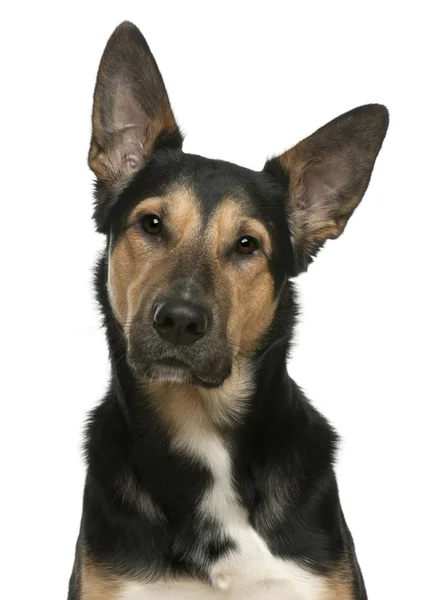 Karışık-breed köpek, 2 yıl yaşlı, beyaz arka plan — Stok fotoğraf