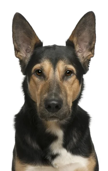 Karışık-breed köpek, 2 yıl yaşlı, beyaz arka plan — Stok fotoğraf