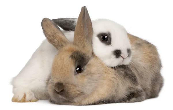 Два кролика на белом фоне — стоковое фото