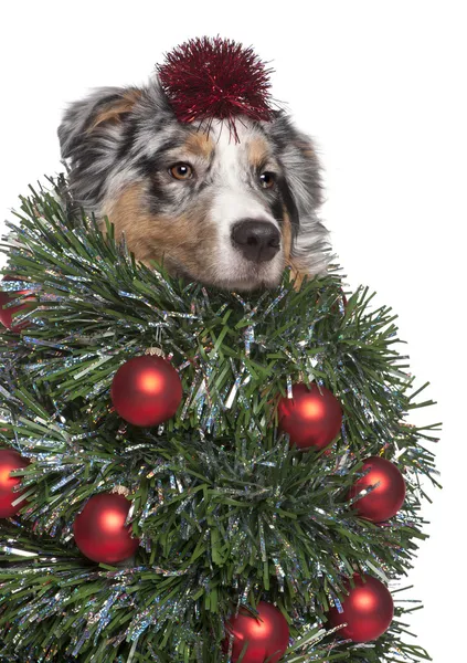 Australian Shepherd dog dressed as Christmas tree, 7 months old, — Stock Photo, Image
