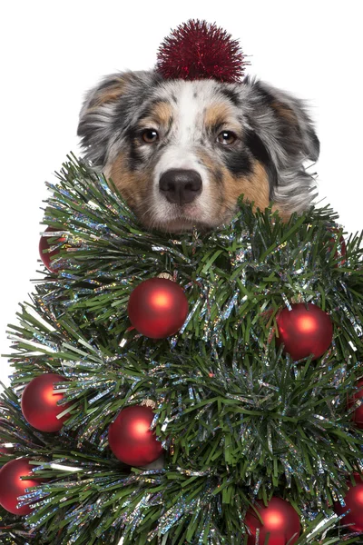 オーストラリアン シェパードの犬は 7 ヶ月古いクリスマス ツリーとして服を着てください。, — ストック写真