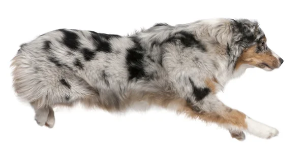 Zıplama, 7 ay yaşlı, beyaz arka plan Avustralya çoban köpeği — Stok fotoğraf
