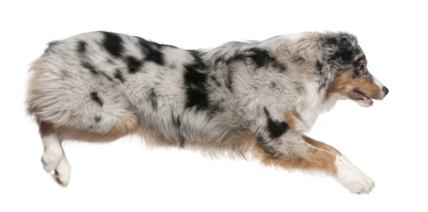 Australischer Schäferhund springt, 7 Monate alt, vor weißem Hintergrund — Stockfoto
