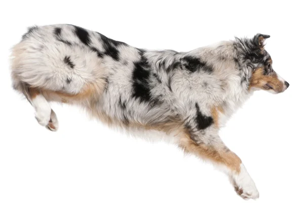 オーストラリアン シェパードの犬ジャンプ、7 か月古い、白い背景の前に — ストック写真