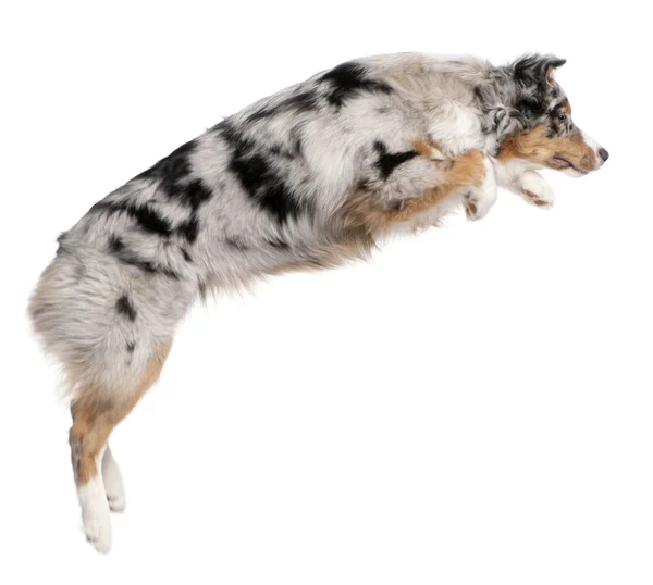 Australian Shepherd dog jumping, 7 months old, in front of white background — Stock Photo, Image