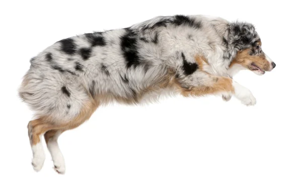 Australian shepherd hund hoppning, 7 månader gammal, framför vit bakgrund — Stockfoto