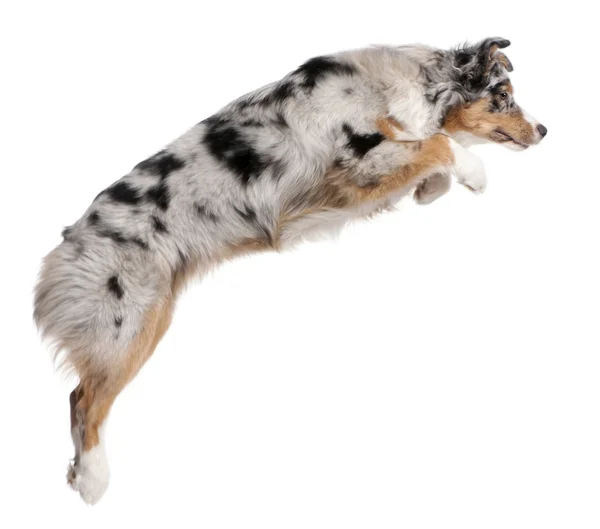 跳跃，7 个月大，在白色背景前的澳大利亚牧羊犬 — 图库照片