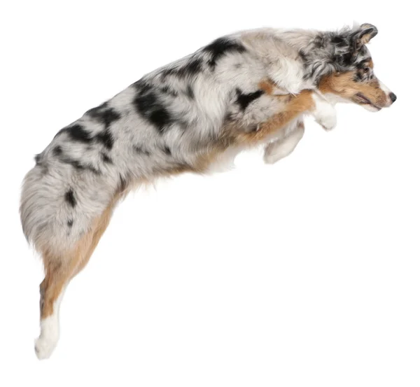 Australian Shepherd perro saltando, 7 meses de edad, delante de fondo blanco —  Fotos de Stock